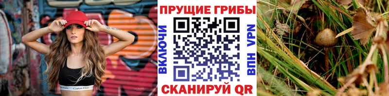 Псилоцибиновые грибы Cubensis  закладка  Краснообск 